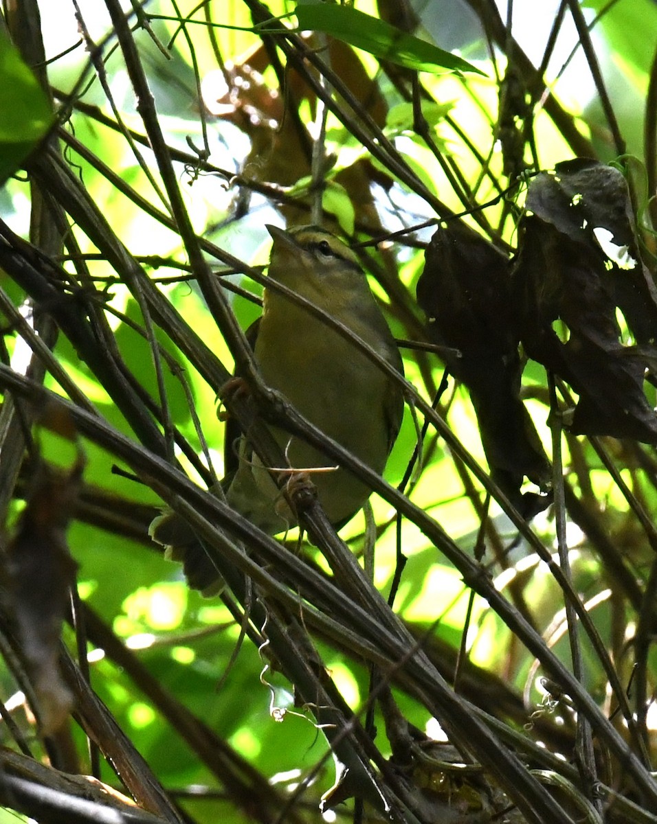 Paruline vermivore - ML642870716