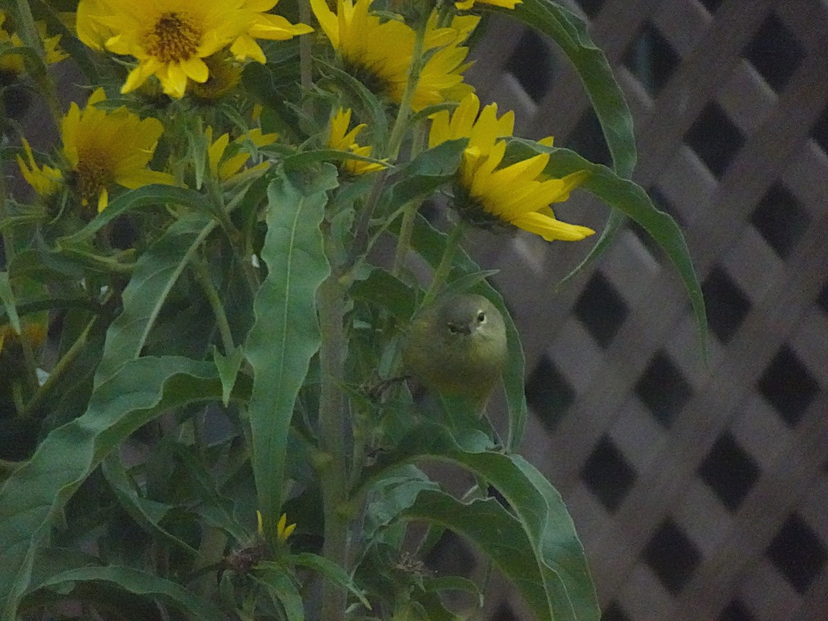 Cassin's Vireo - ML642870727