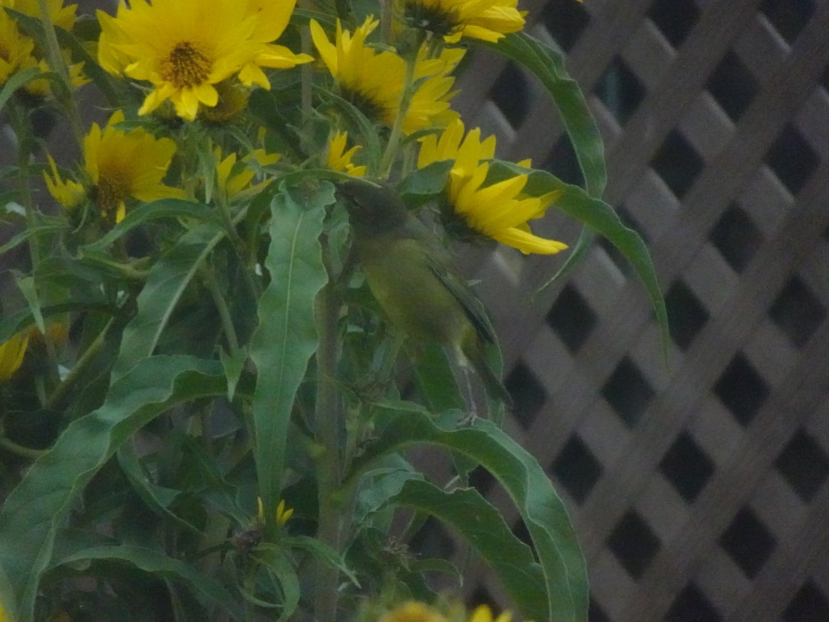 Cassin's Vireo - ML642870728