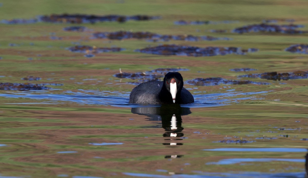 American Coot - ML642870737