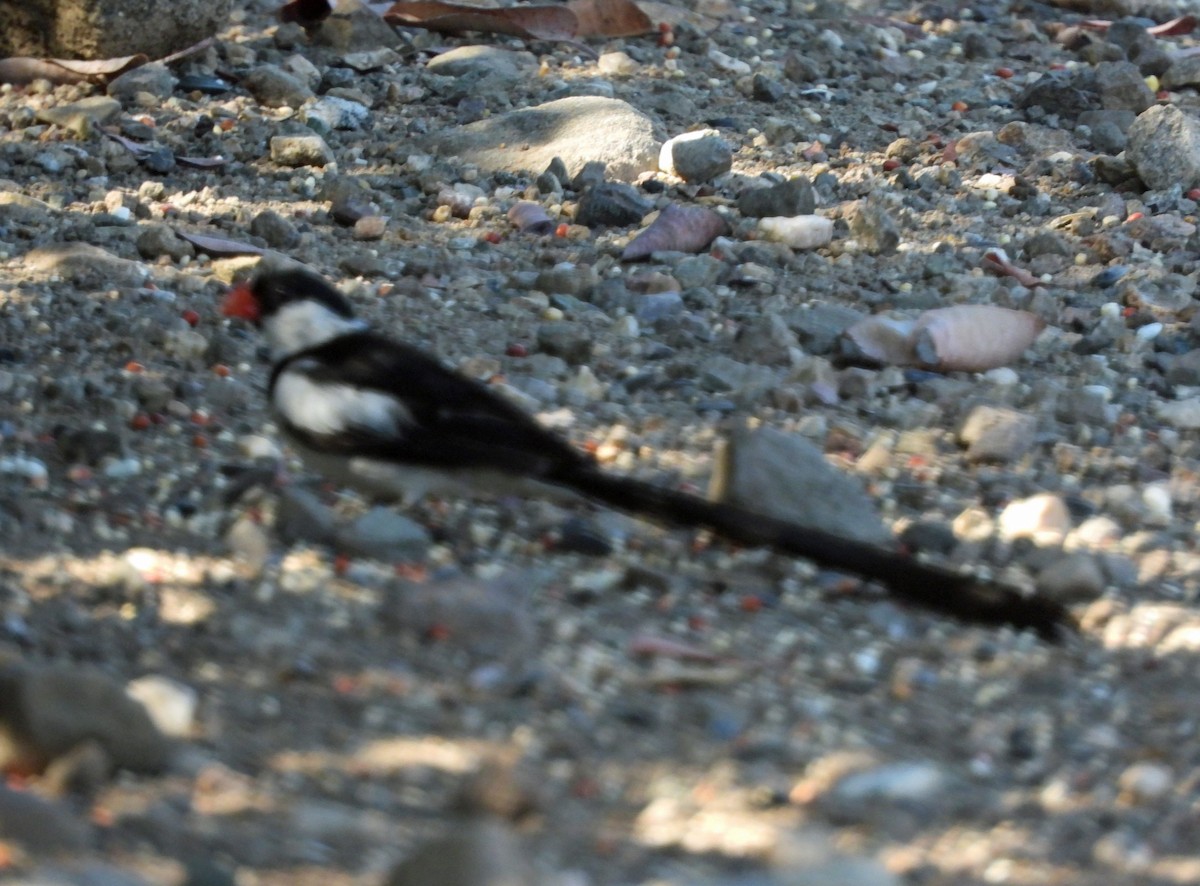 Pin-tailed Whydah - ML642870740