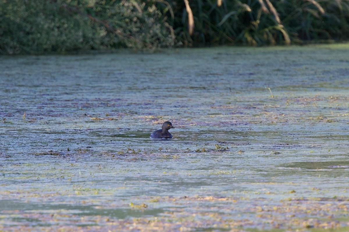 Least Grebe - ML642870741