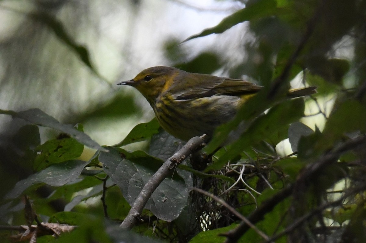 Cape May Warbler - ML642870744
