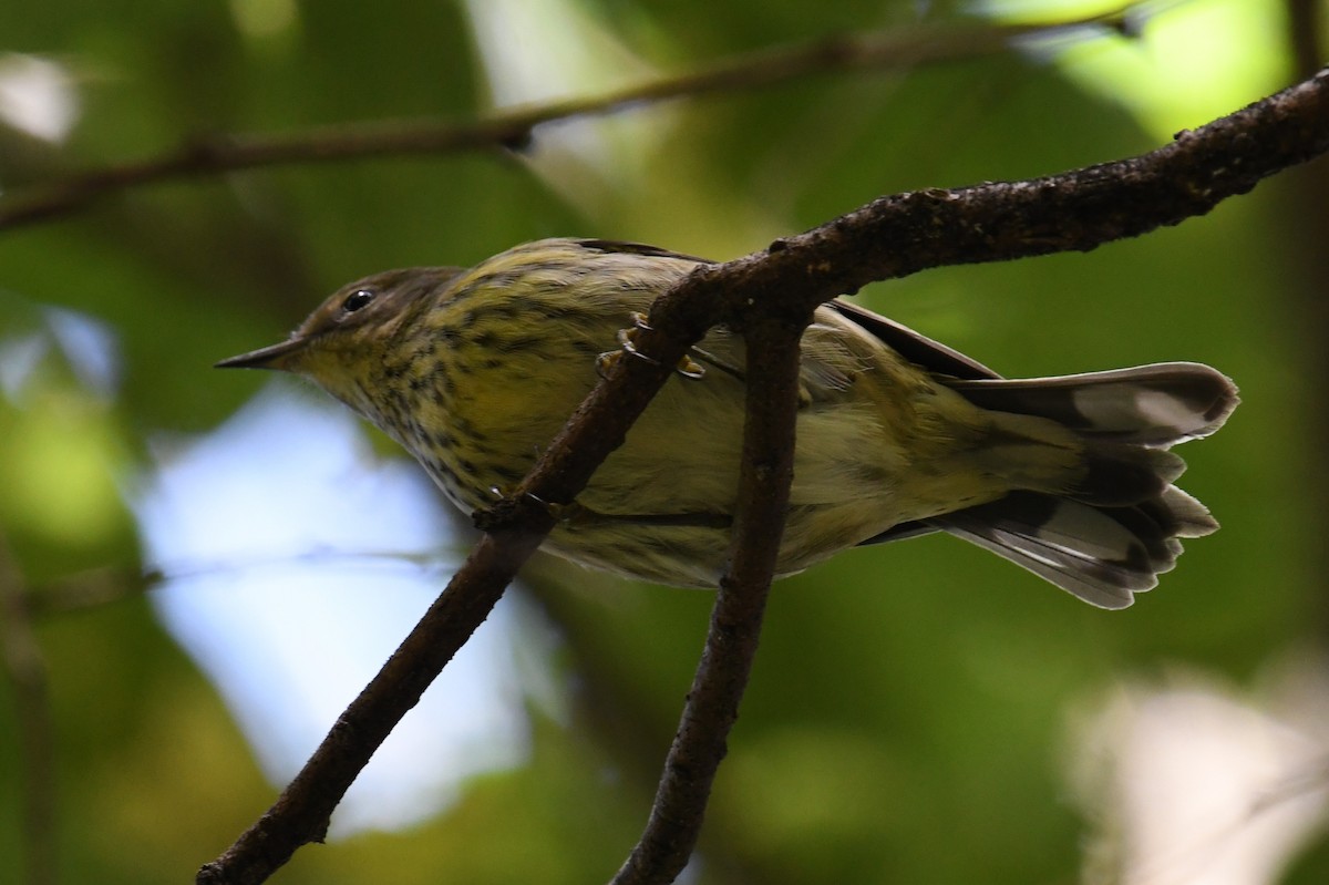 Cape May Warbler - ML642870745