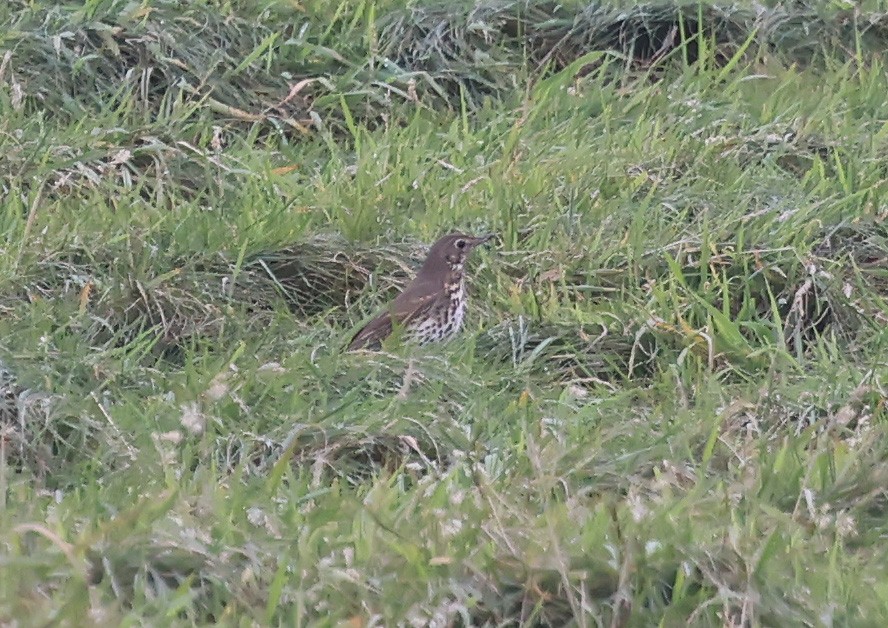 Song Thrush - ML642870749