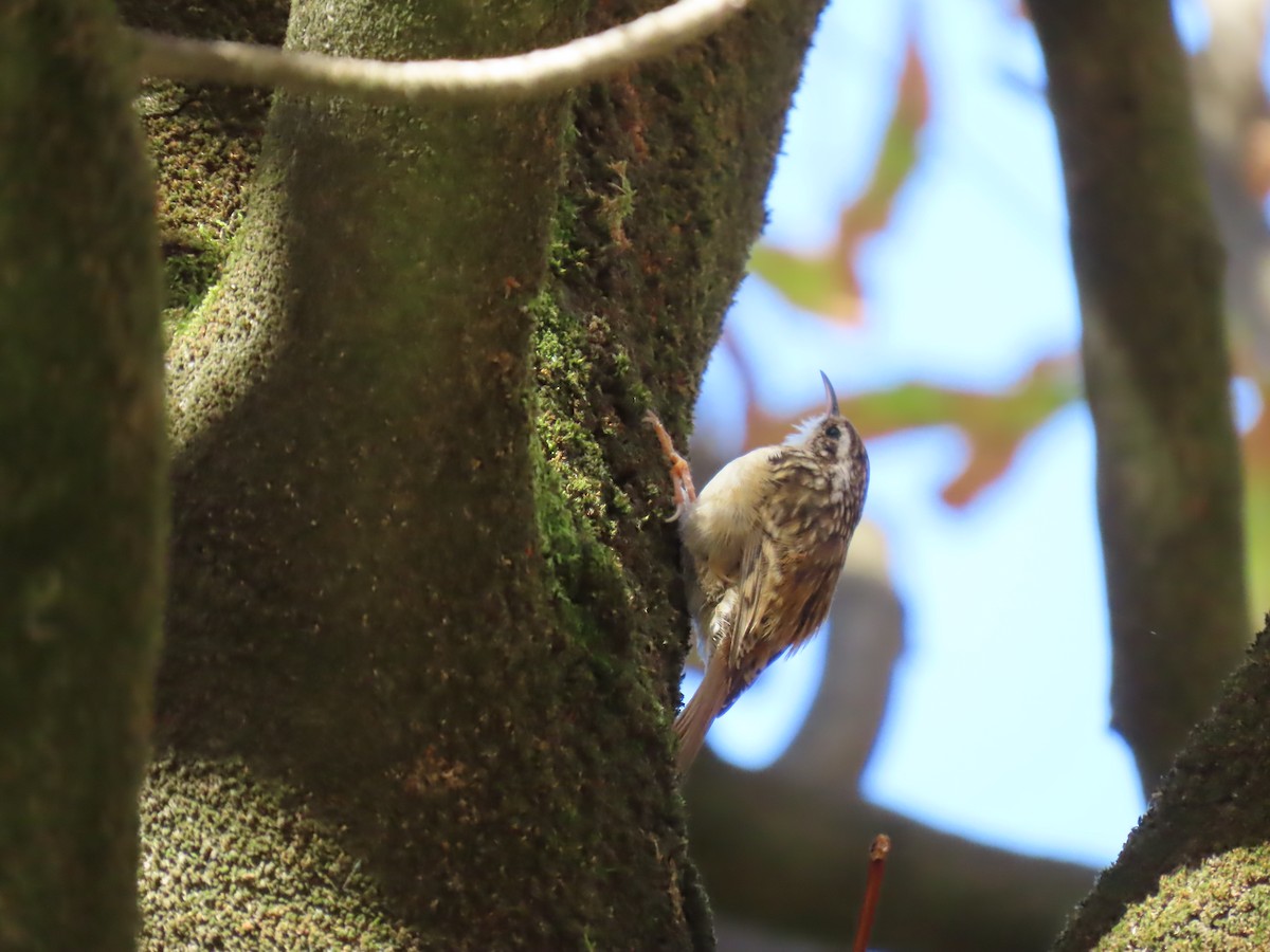 Short-toed Treecreeper - ML642870753