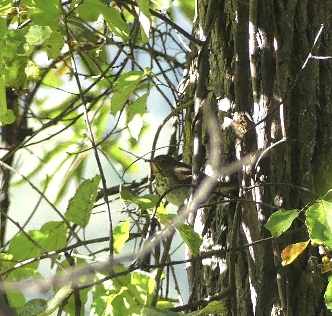 Swainson's Thrush - ML642870754