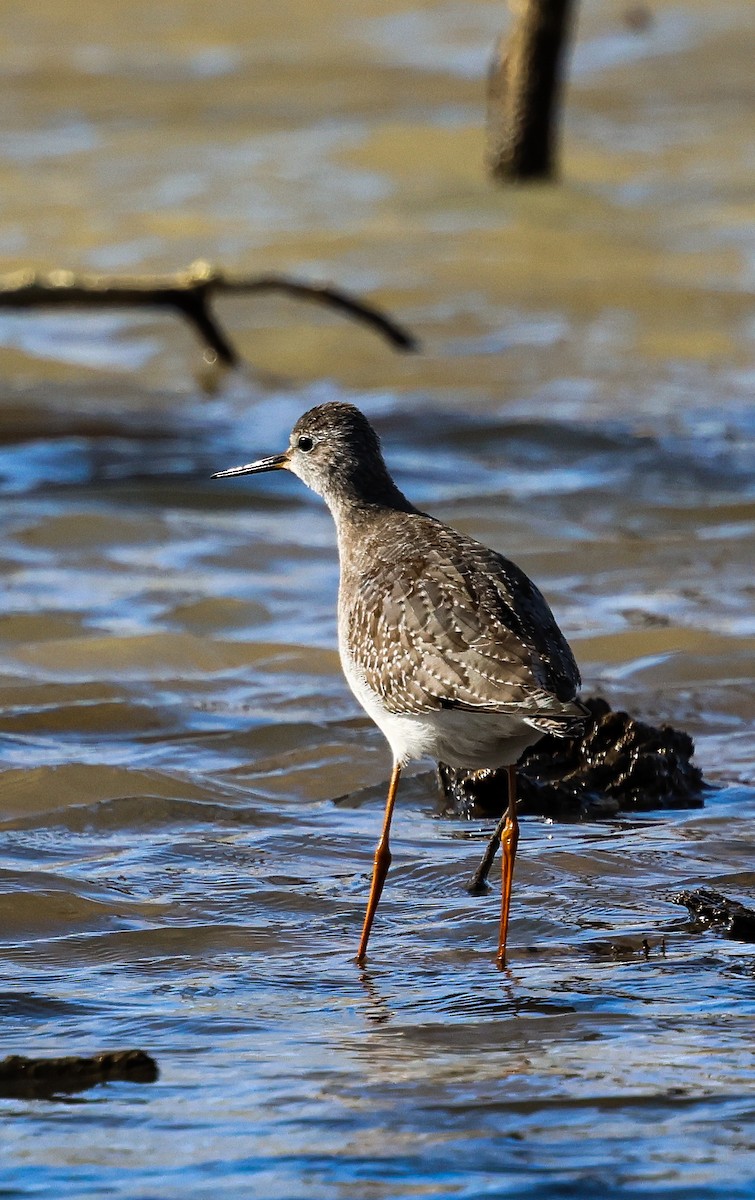 Lesser Yellowlegs - ML642870760