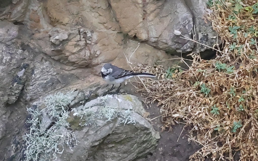 White Wagtail (White-faced) - ML642870761