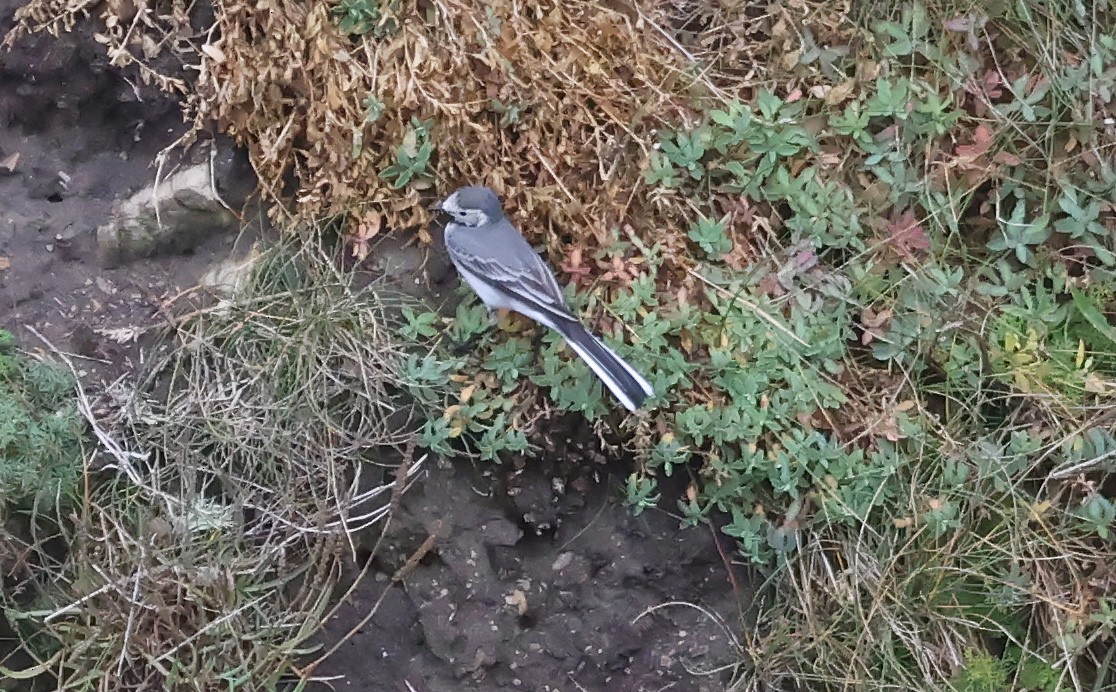 White Wagtail (White-faced) - ML642870762