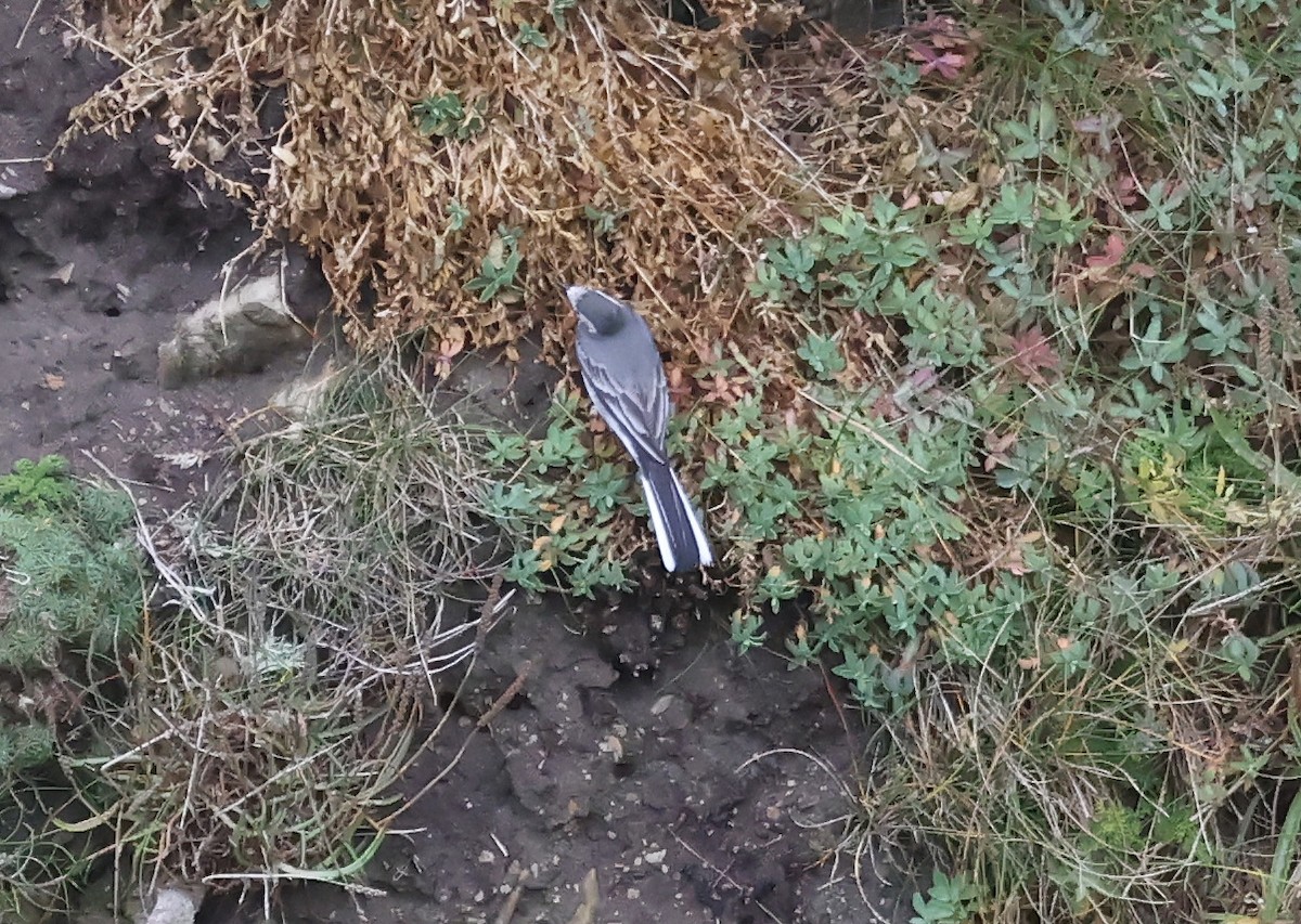 White Wagtail (White-faced) - ML642870764