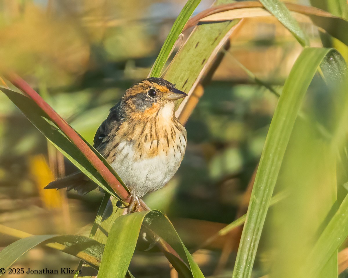 Saltmarsh Sparrow - ML642870765