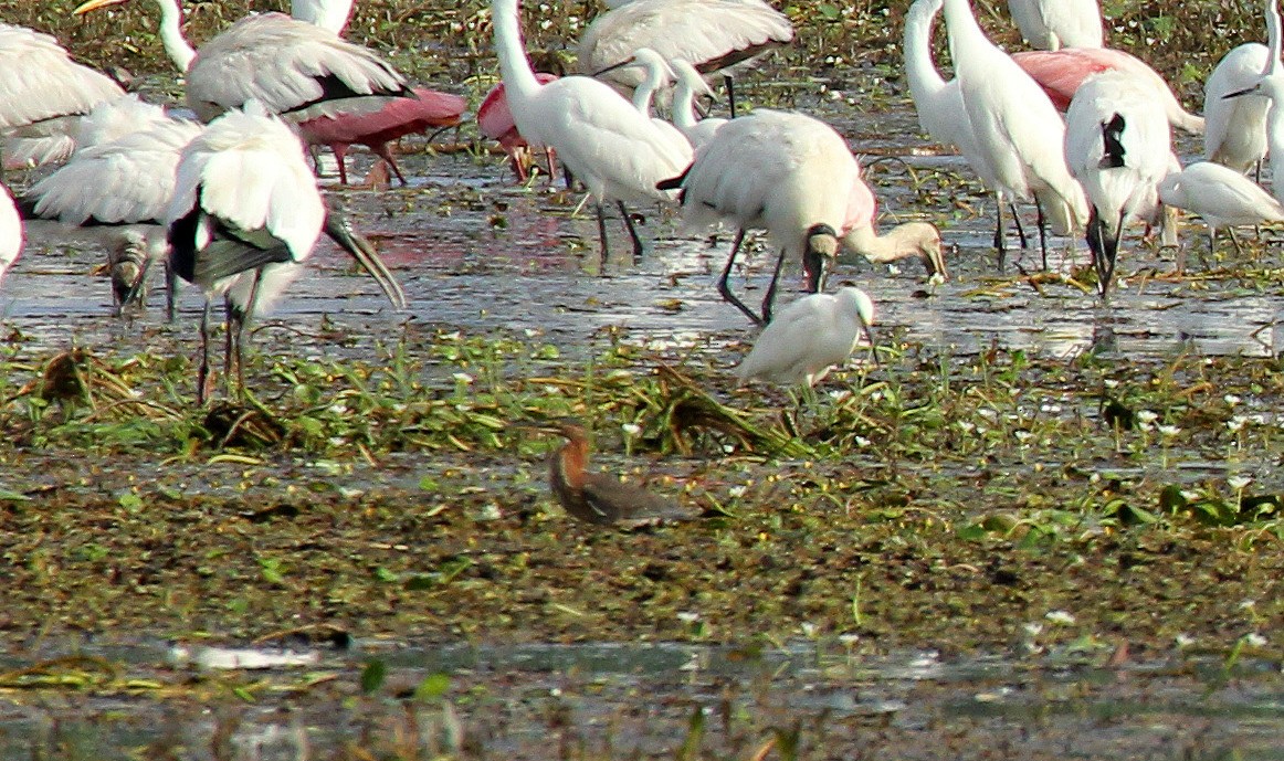 Rufescent Tiger-Heron - ML642870768
