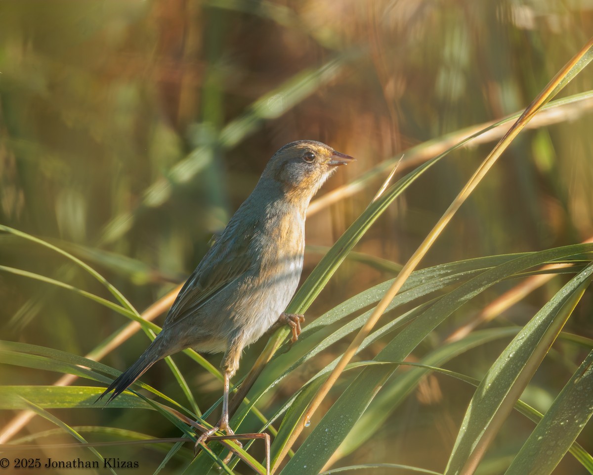 Nelson's Sparrow - ML642870784