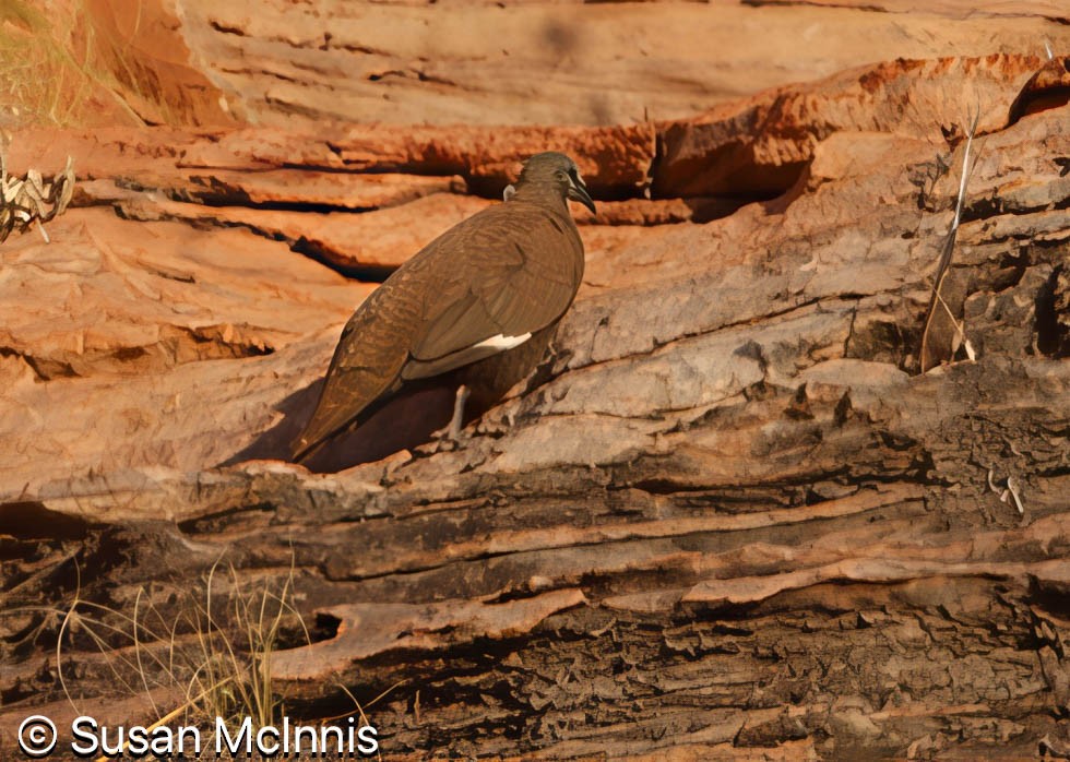 White-quilled Rock-Pigeon - ML642870785