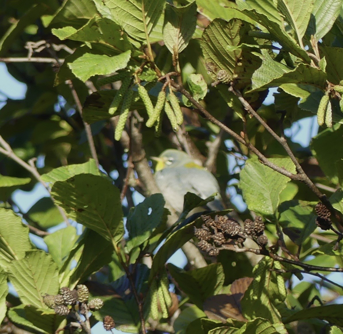 Northern Parula - ML642870787