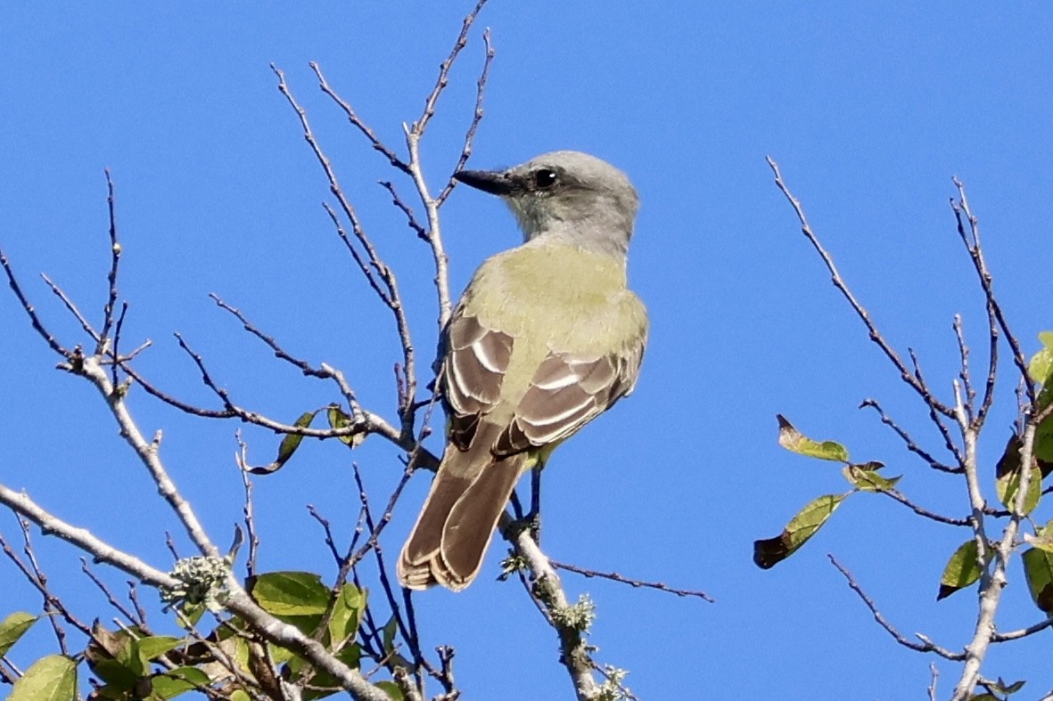 Western Kingbird - ML642870790