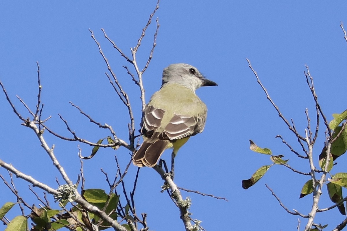 Western Kingbird - ML642870791