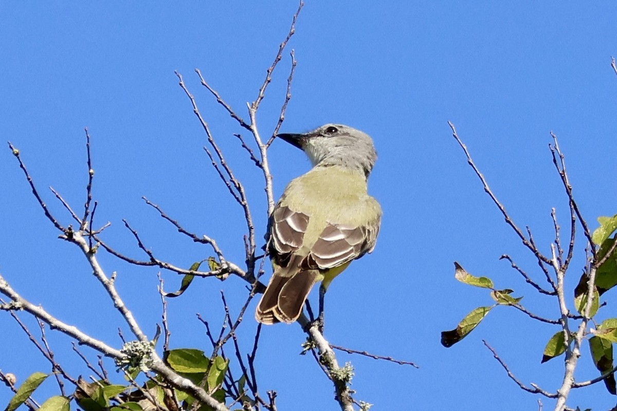 Western Kingbird - ML642870792