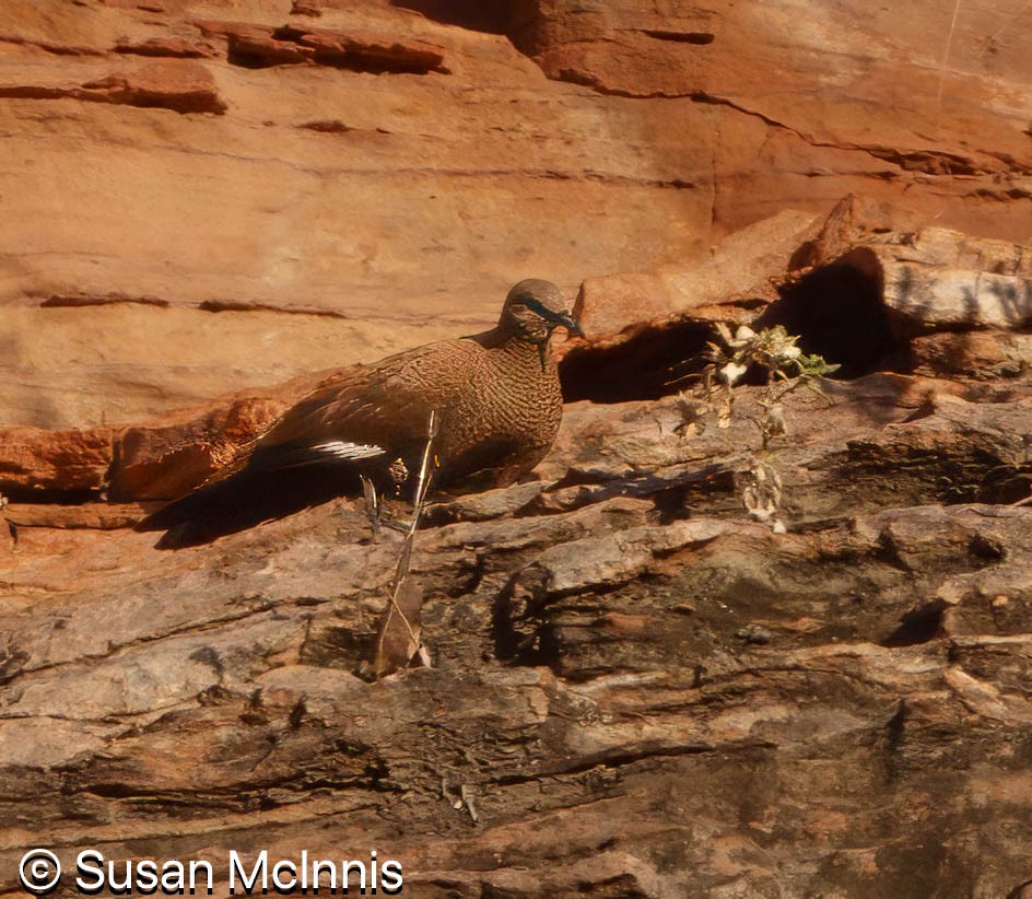 White-quilled Rock-Pigeon - ML642870794