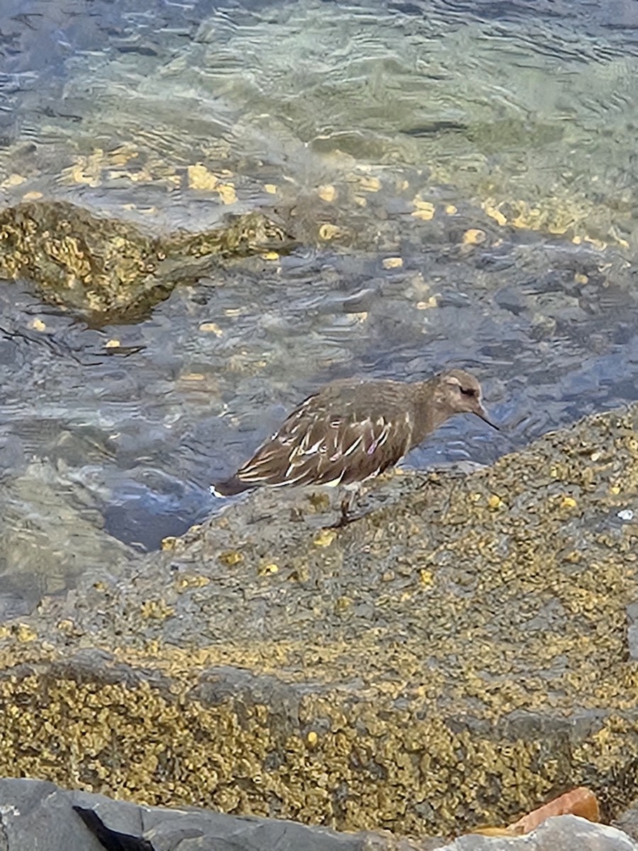 Black Turnstone - ML642870797