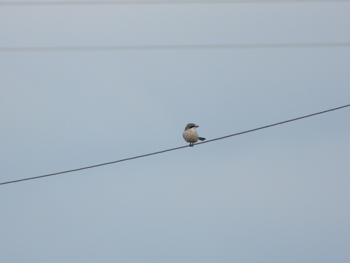 Iberian Gray Shrike - ML642870798
