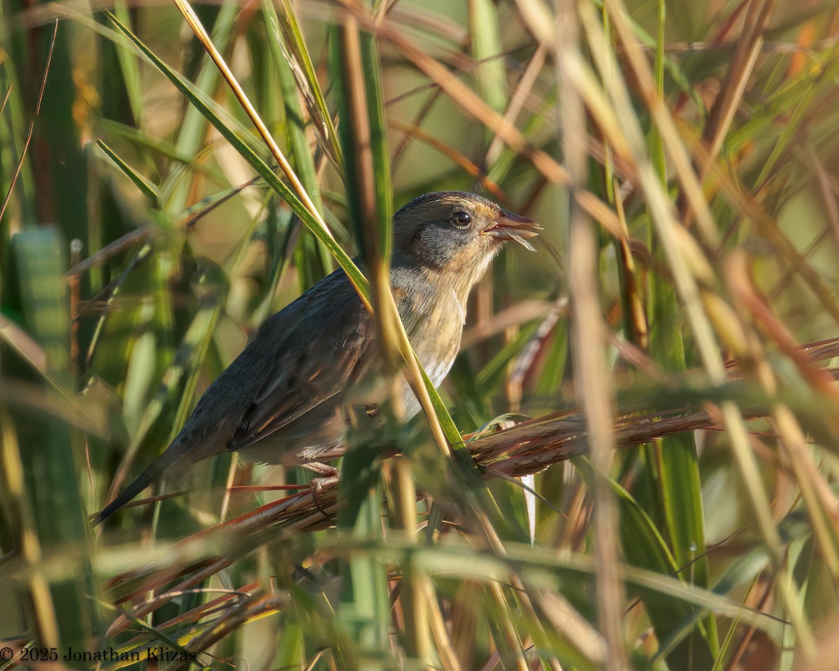 Nelson's Sparrow - ML642870801