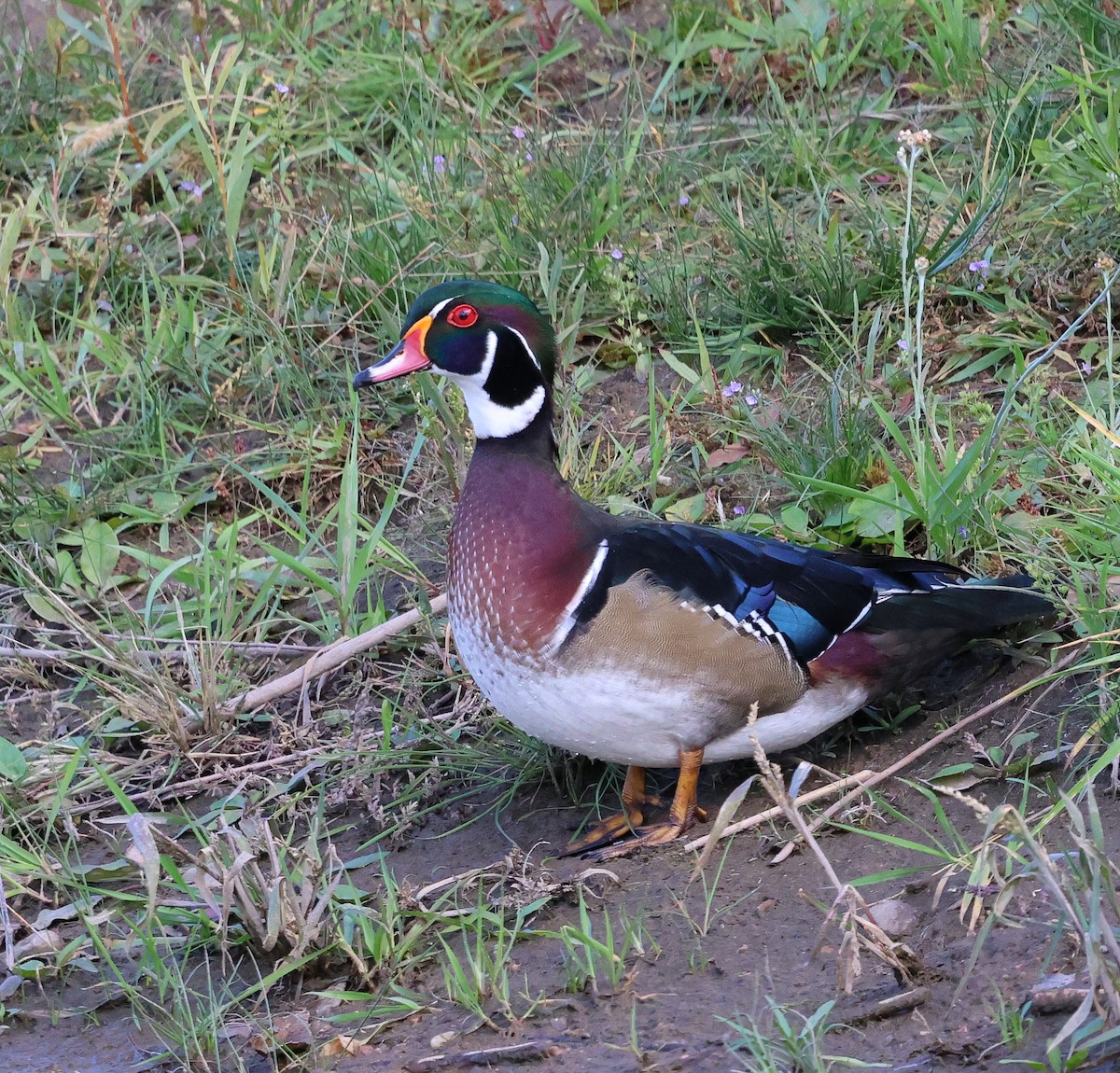 Wood Duck - ML642870806