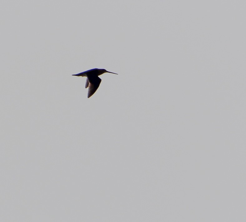 Common Snipe - ML642870808