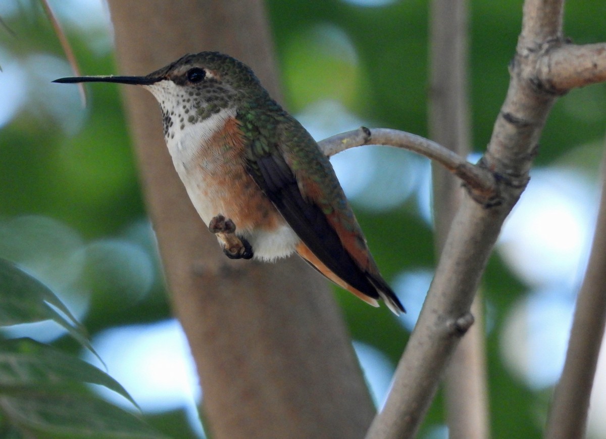 Allen's Hummingbird - ML642870826