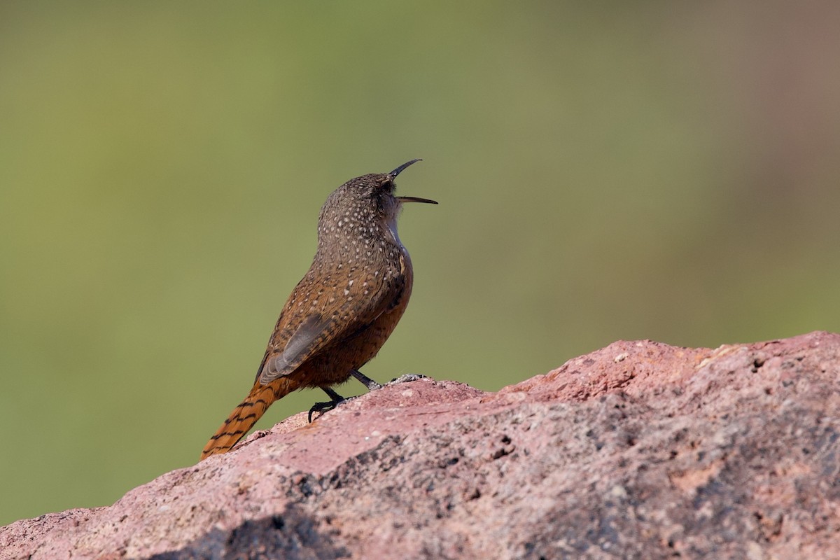 Canyon Wren - ML642870833