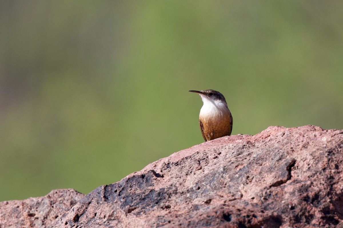 Canyon Wren - ML642870835