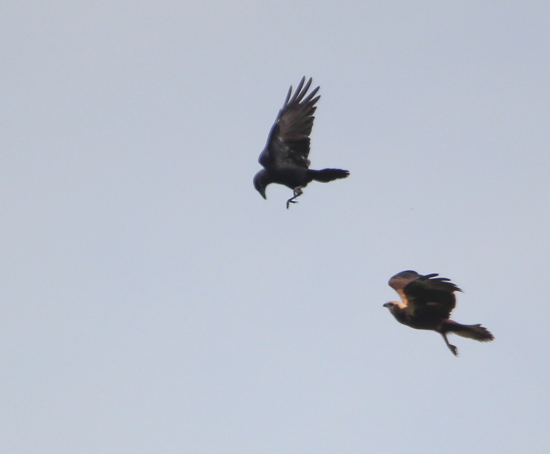Falco di palude - ML642870836