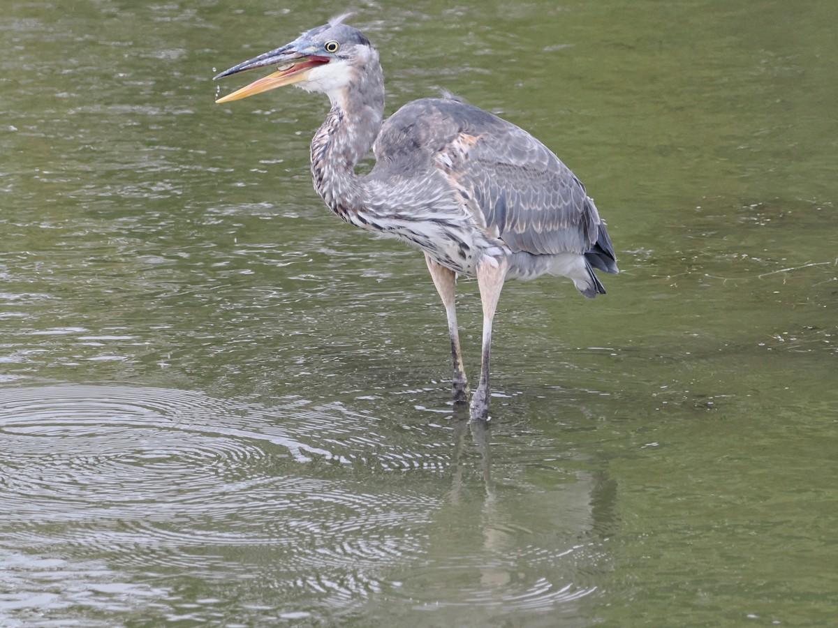 Great Blue Heron - ML642870839