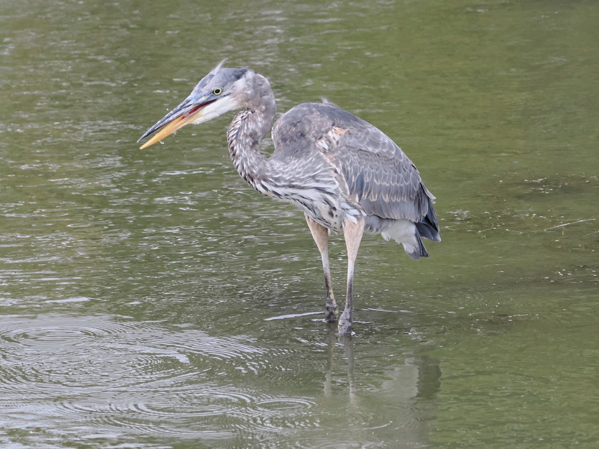 Great Blue Heron - ML642870841