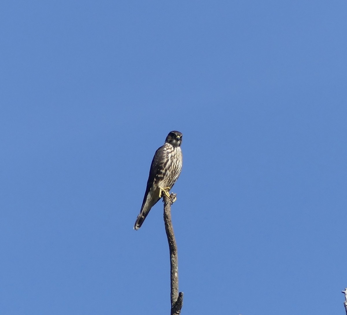 Merlin - ML642870843