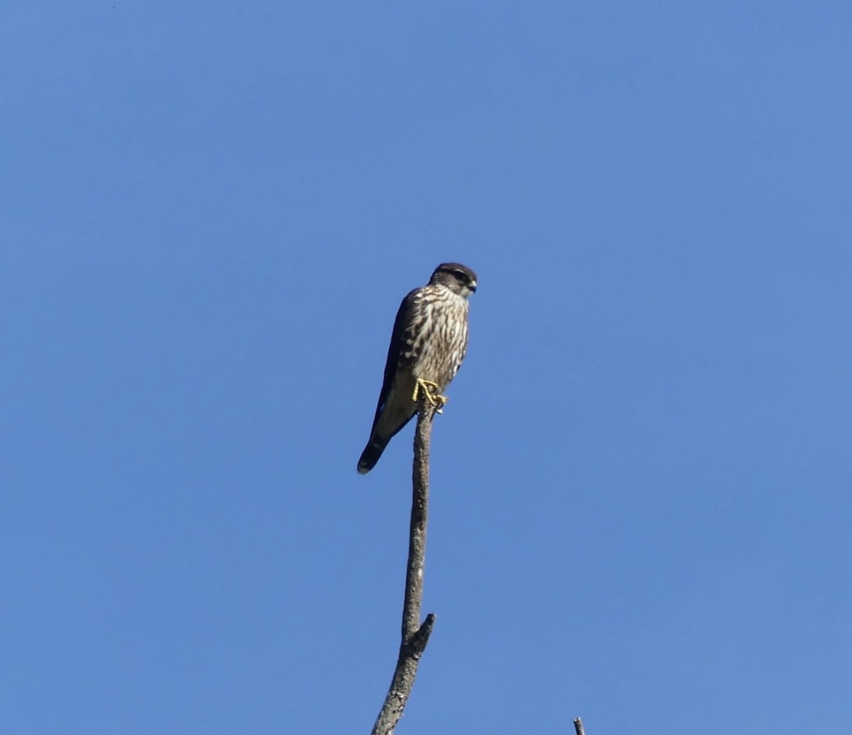 Merlin - ML642870844