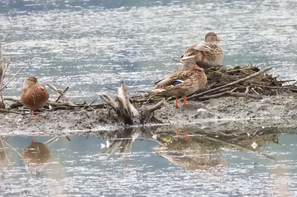 Mallard - ML642870845