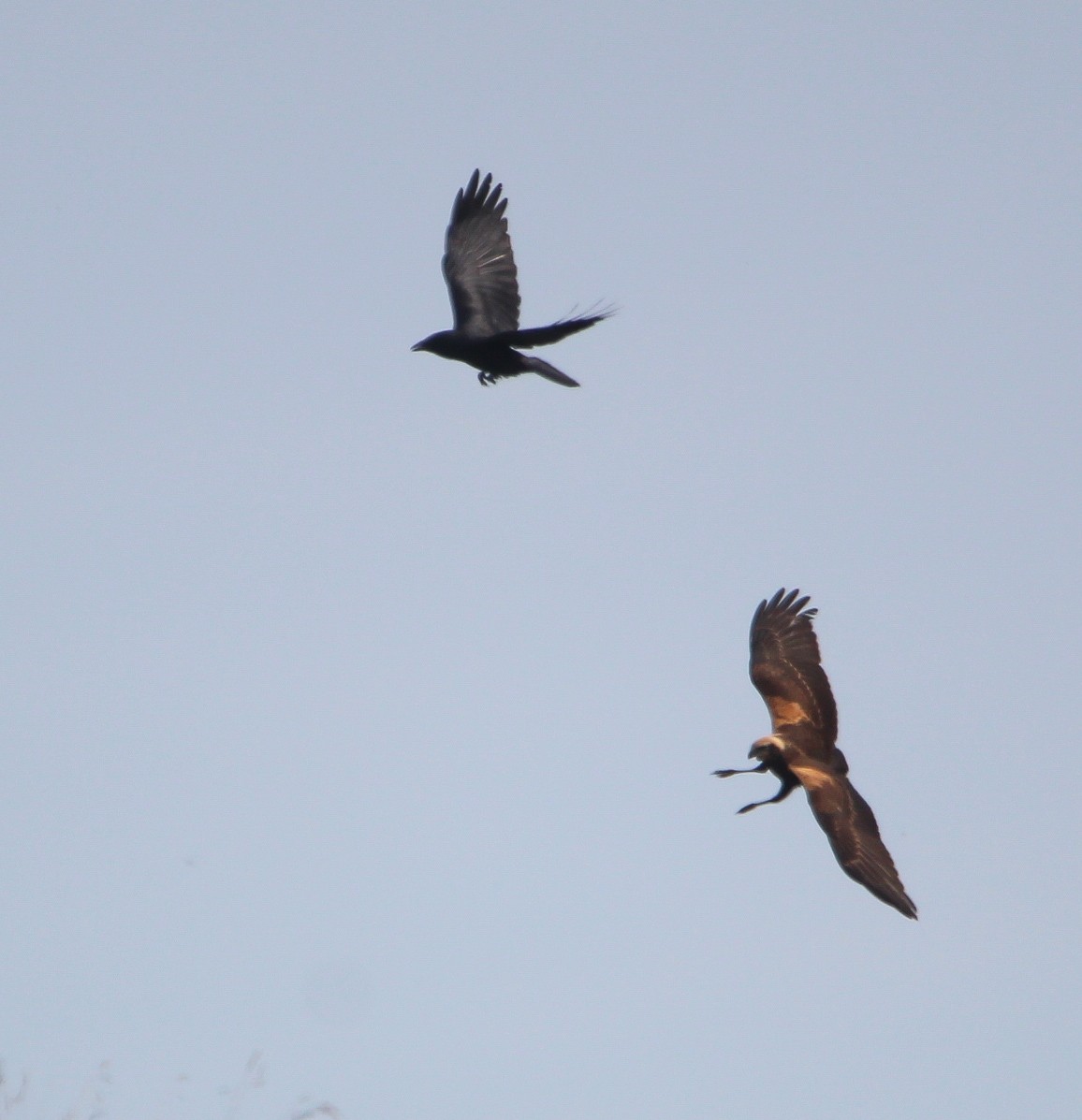 Falco di palude - ML642870847
