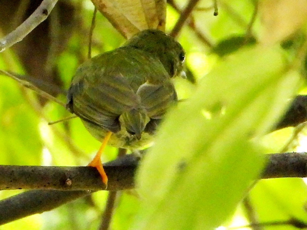 Manakin lancéolé - ML642870901