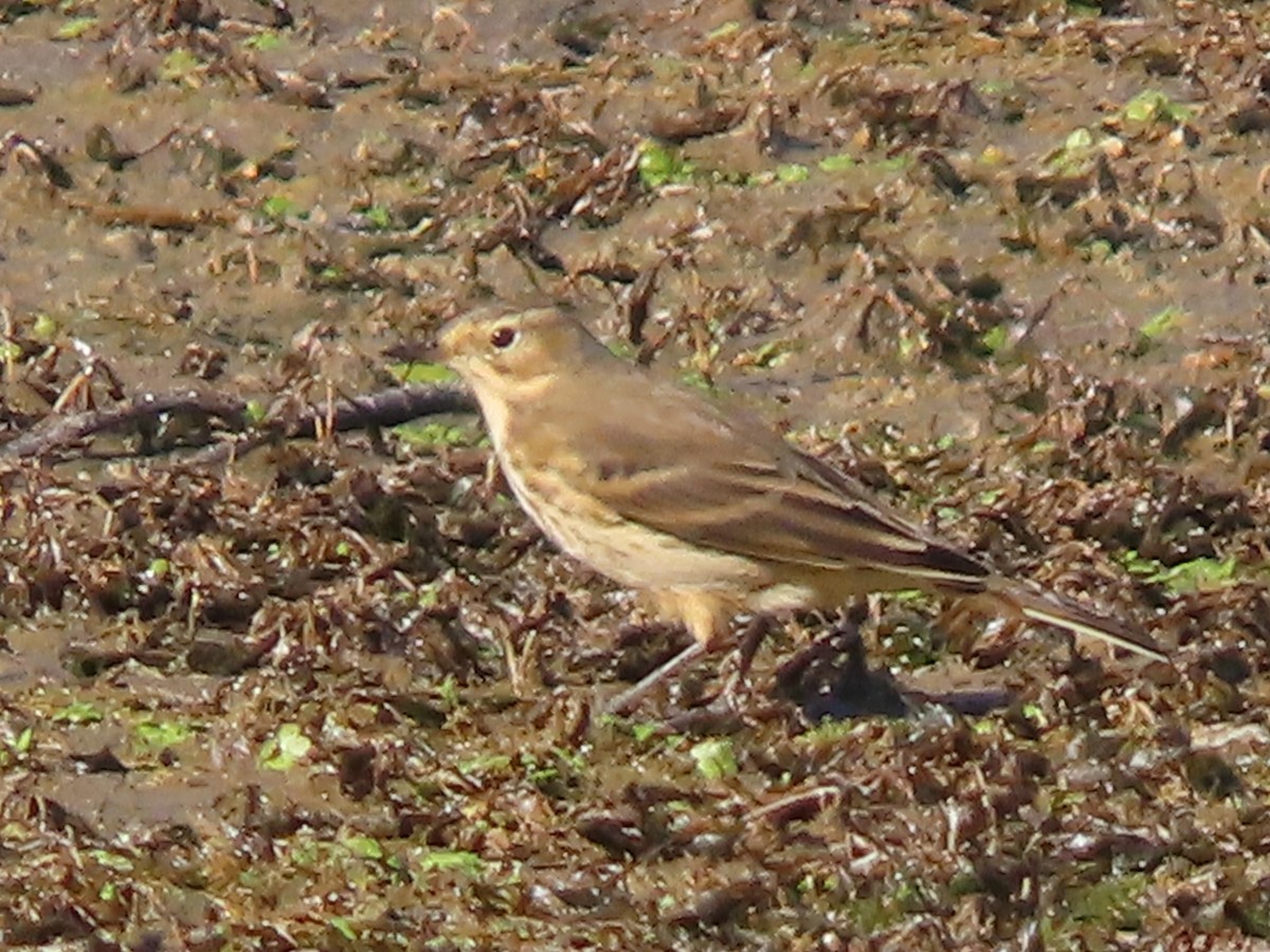 Pipit d'Amérique - ML642870909