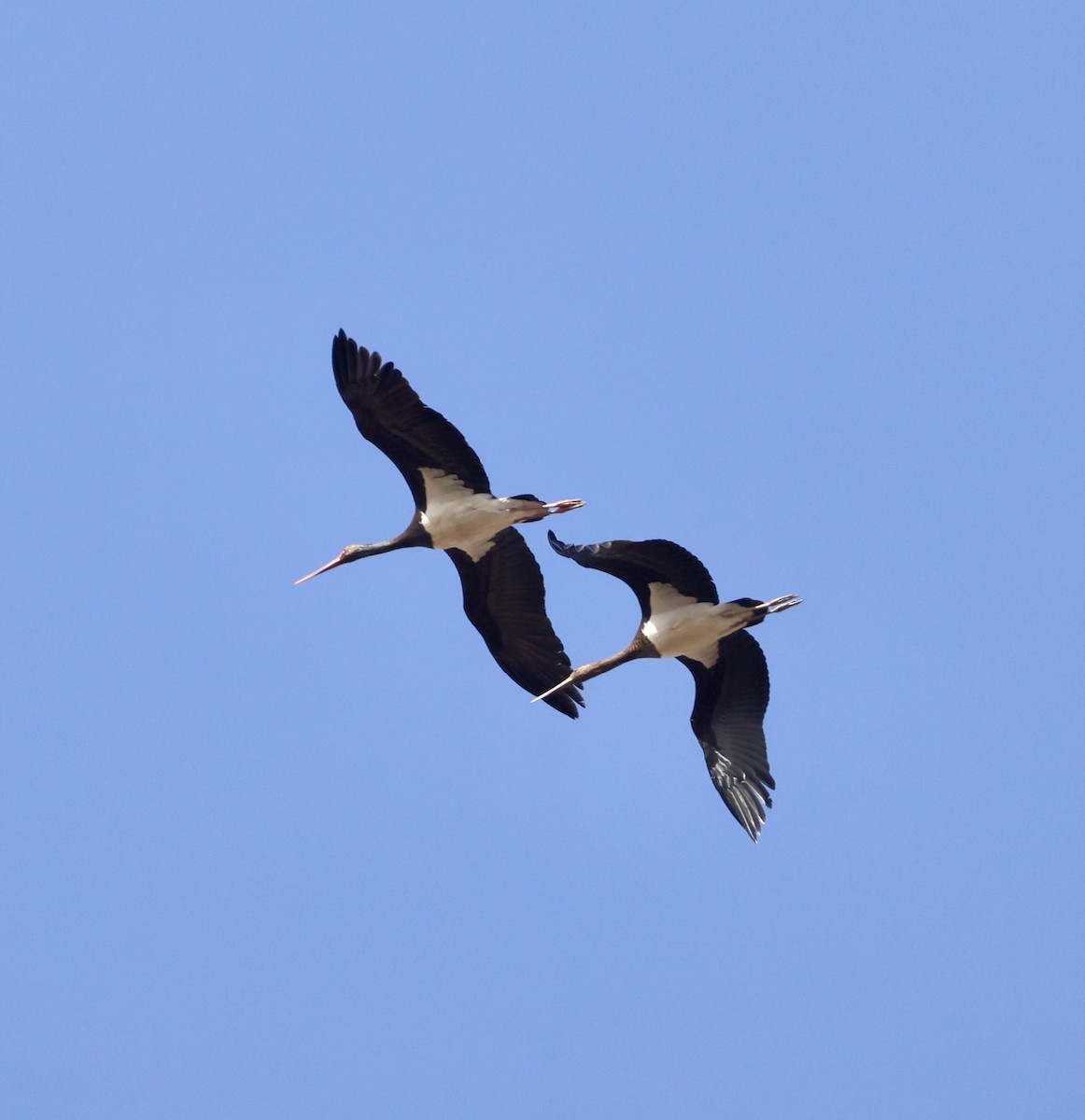 Cigogne noire - ML642870912