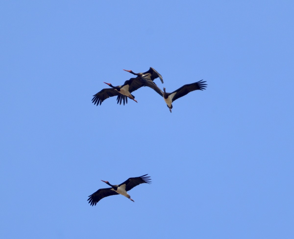 Cigogne noire - ML642870913