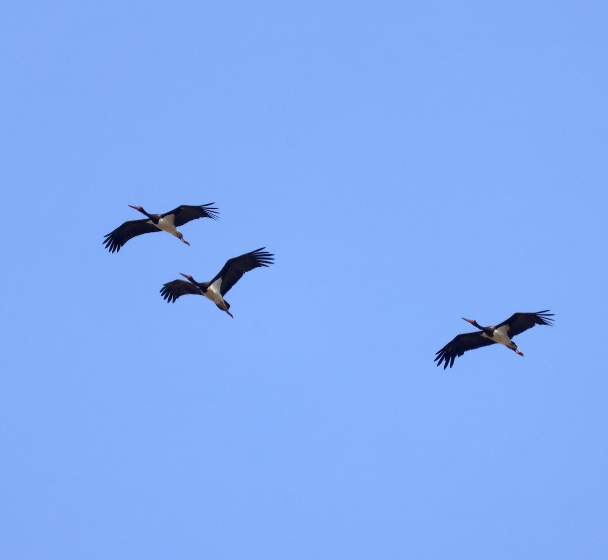 Cigogne noire - ML642870914