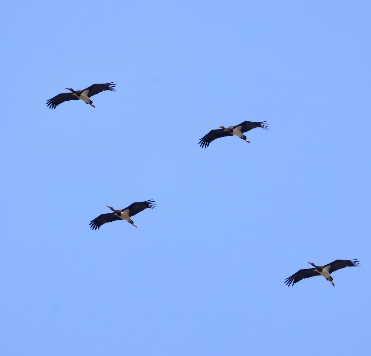 Cigogne noire - ML642870915
