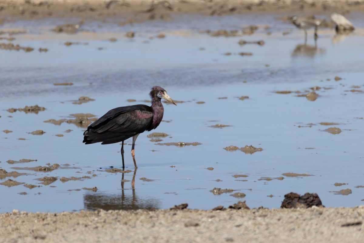 Cigogne d'Abdim - ML642870917