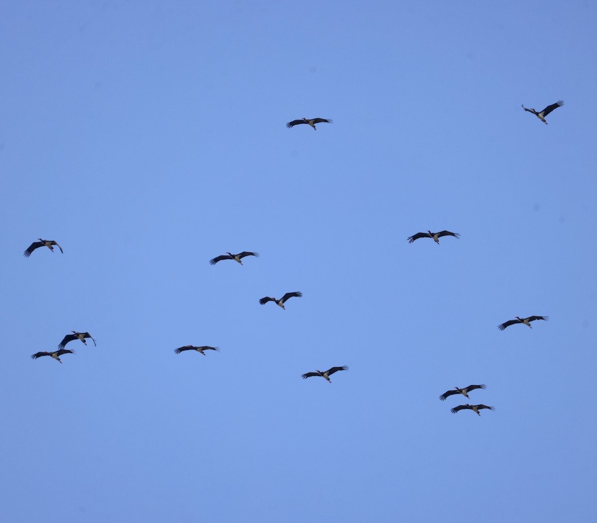 Cigogne noire - ML642870918