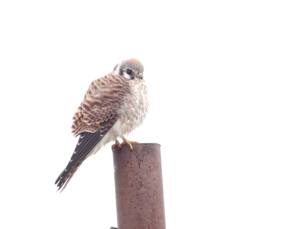 American Kestrel - ML642870924