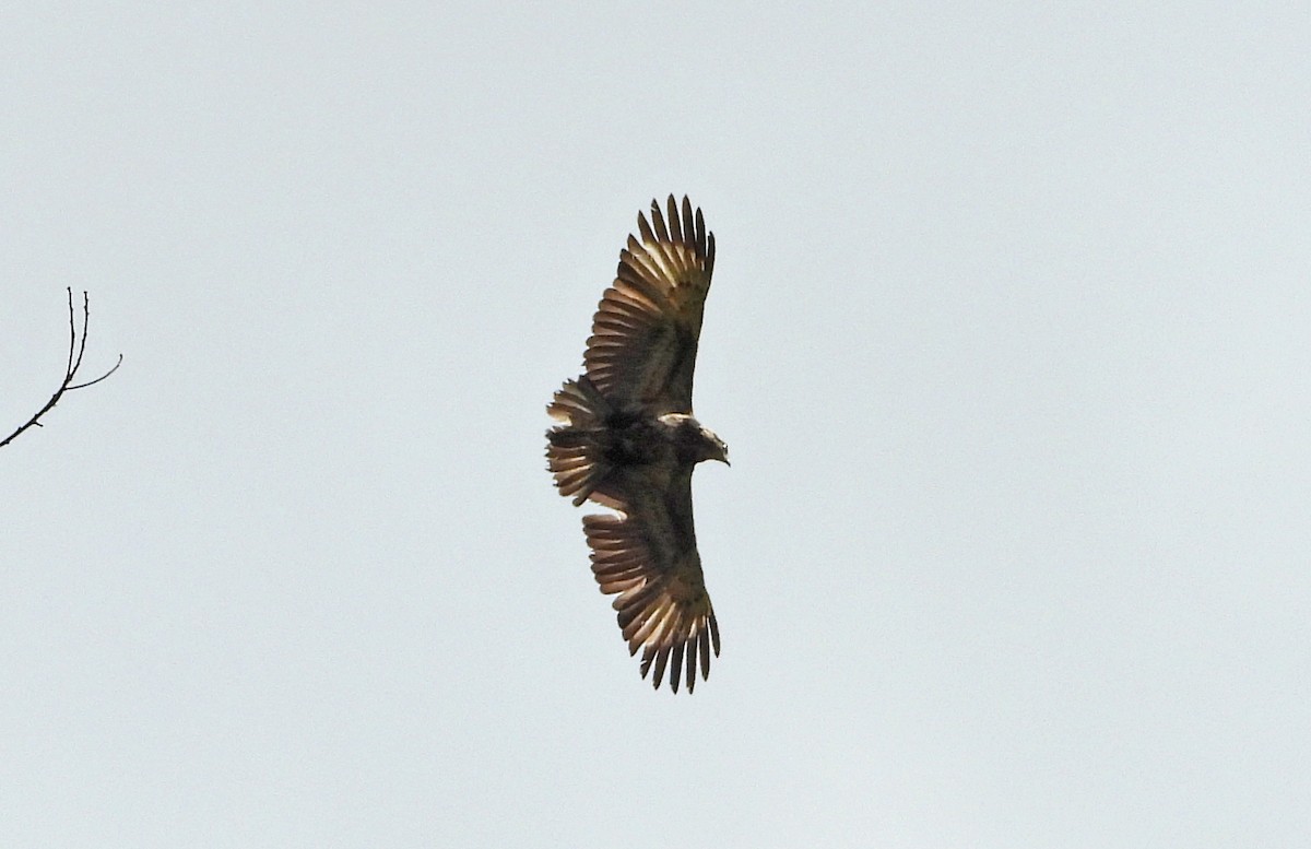 Solitary Eagle - ML642870932