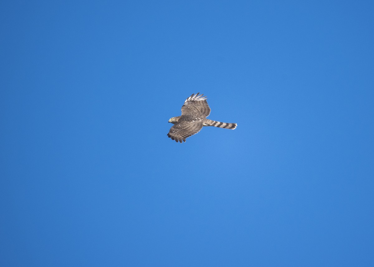 Sharp-shinned Hawk - ML642870942